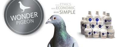 Wonder Pigeon – Enhanced Breeding and Race Performance